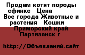 Продам котят породы сфинкс › Цена ­ 4 000 - Все города Животные и растения » Кошки   . Приморский край,Партизанск г.